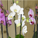 /fileuploads/Produtos/Plantas Naturais/thumb__Isisflor_Choice_Orquidea_03.png